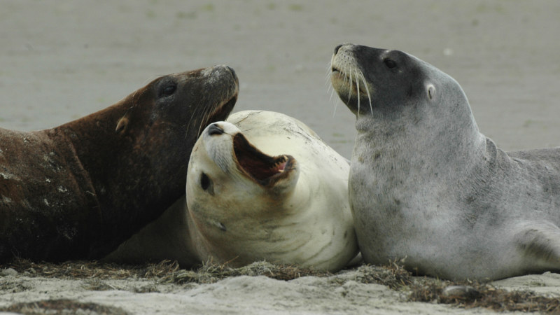 Fully discover the wildlife capital of New Zealand, brimming with natural heritage and fascinating history on an insightful full day tour with our expert guides...